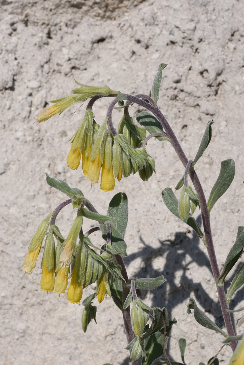 Onosma sericea