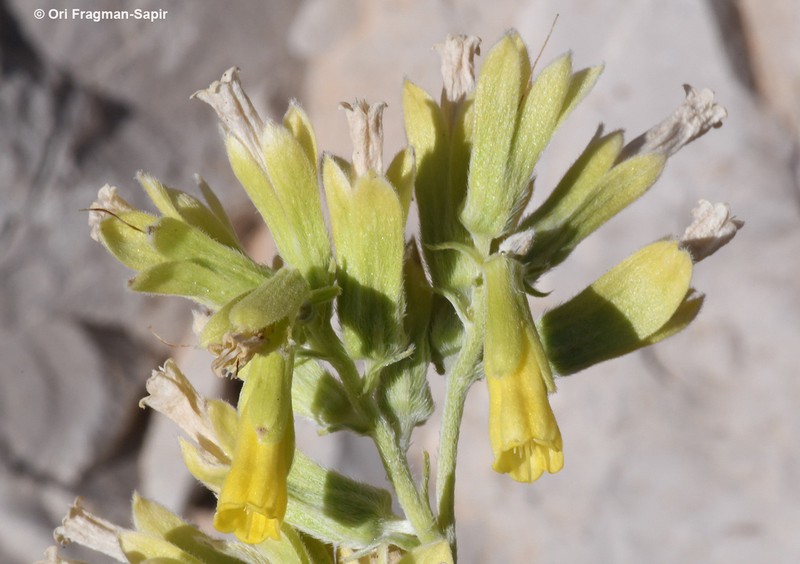 Onosma sericea photo 2