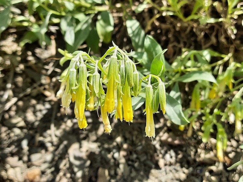 Onosma sericea photo 3