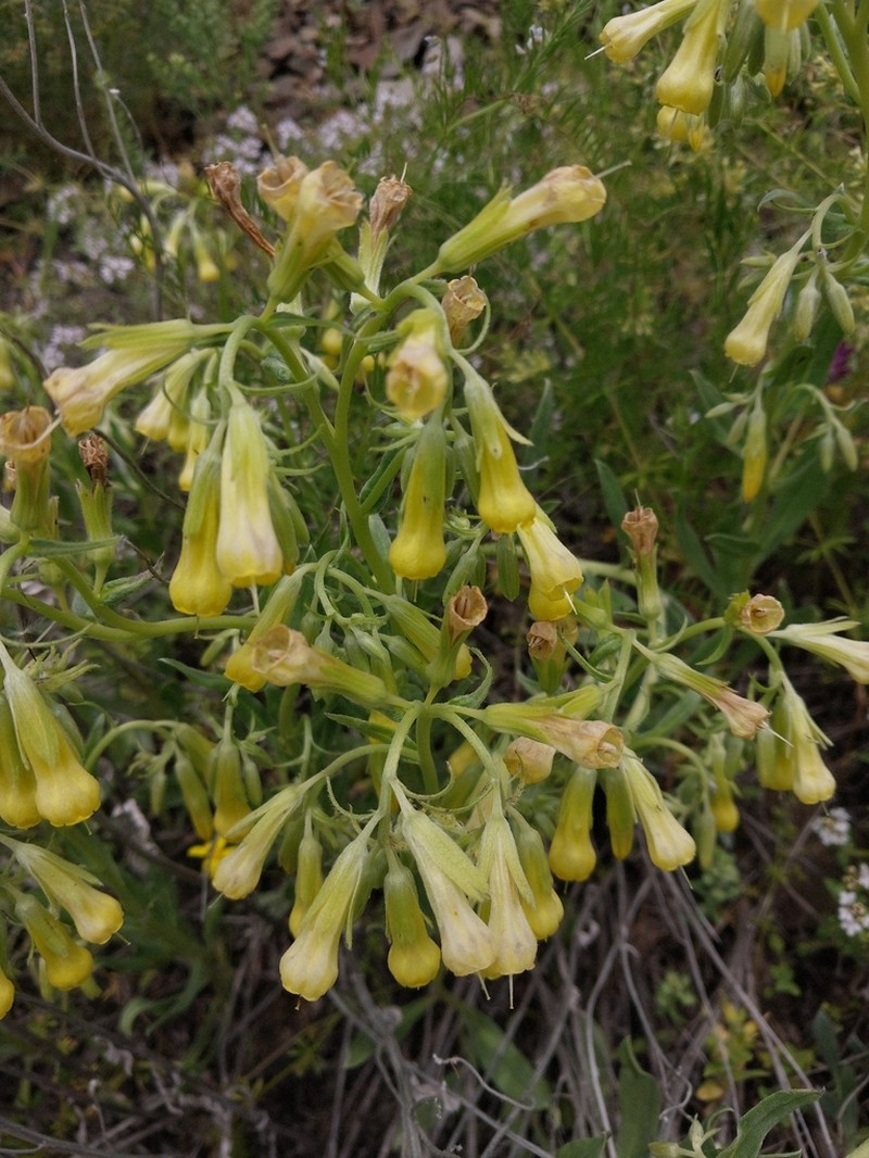 Onosma sericea photo 4