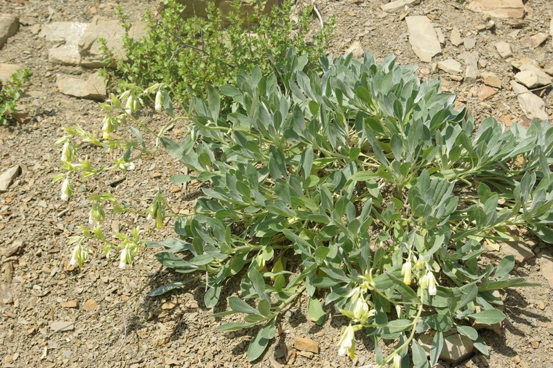 Onosma sericea photo 5