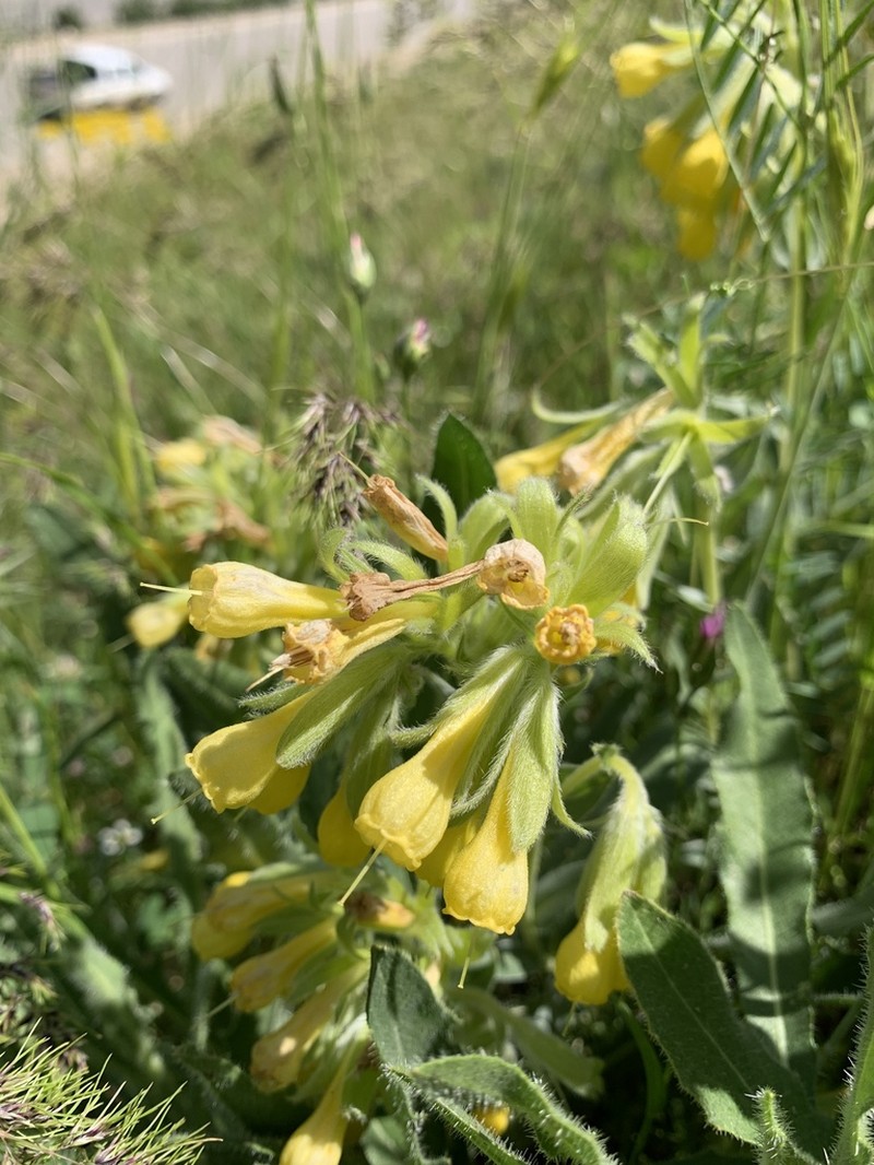 Onosma sericea photo 6
