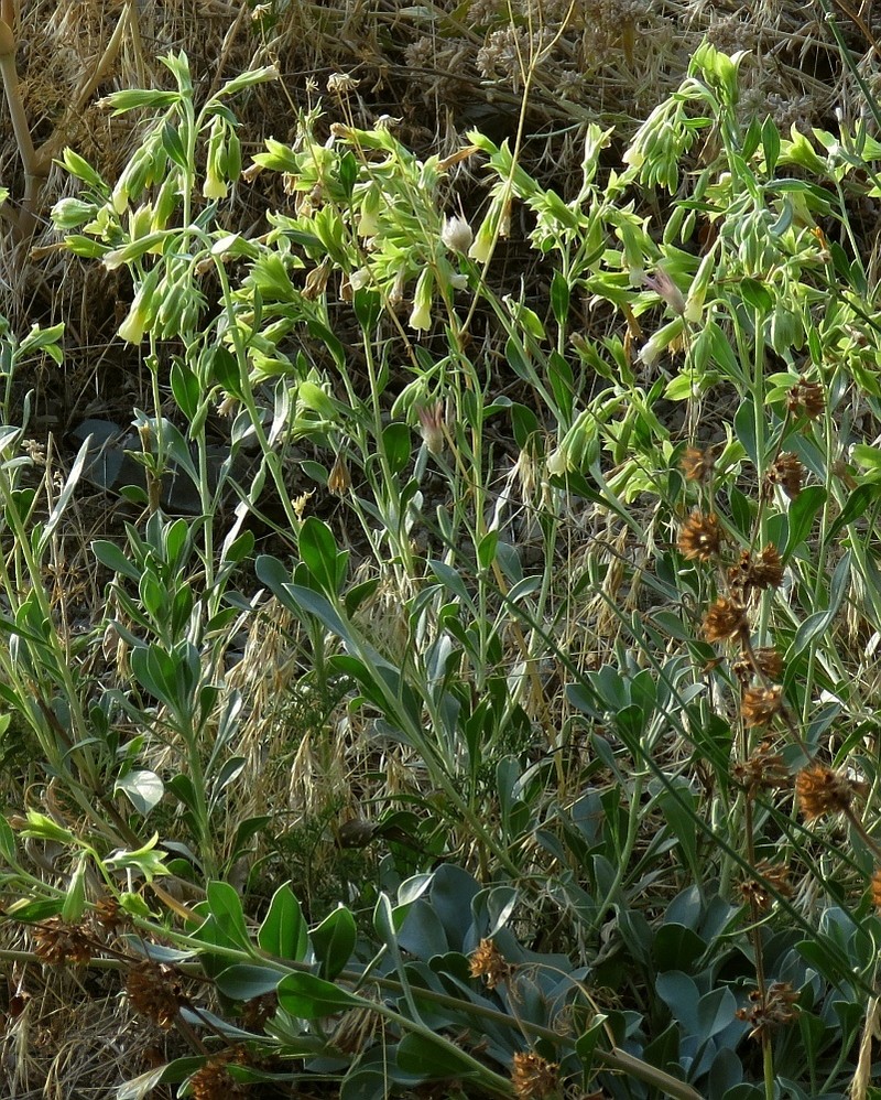 Onosma sericea photo 7