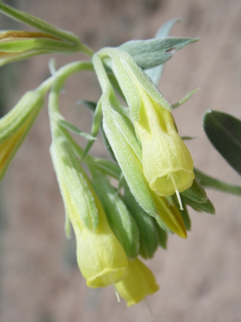 Onosma sericea photo 8