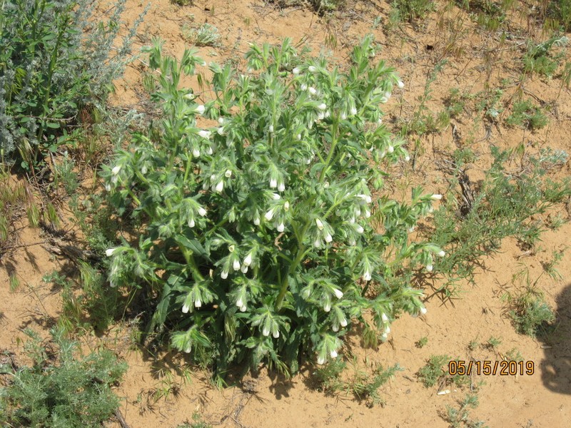 Onosma setosa