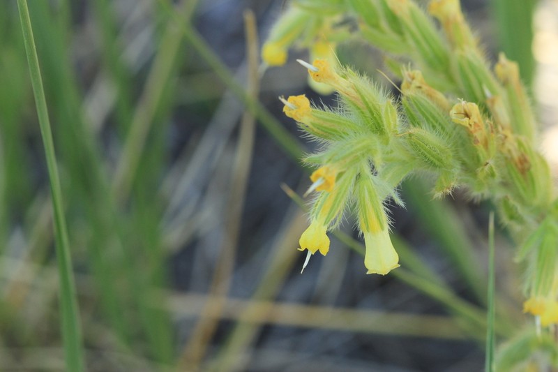 Onosma setosa photo 2