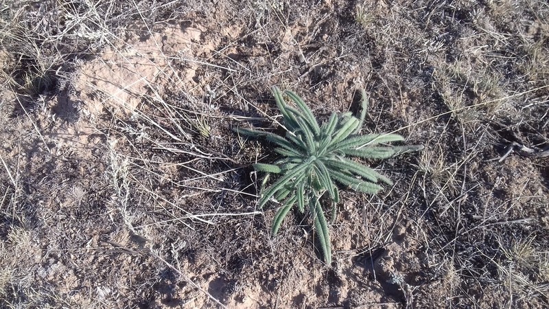 Onosma setosa photo 3
