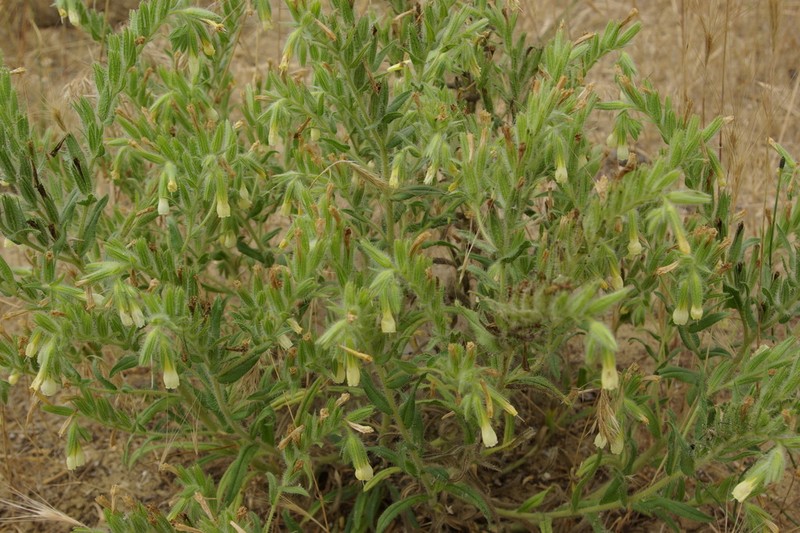 Onosma setosa photo 4