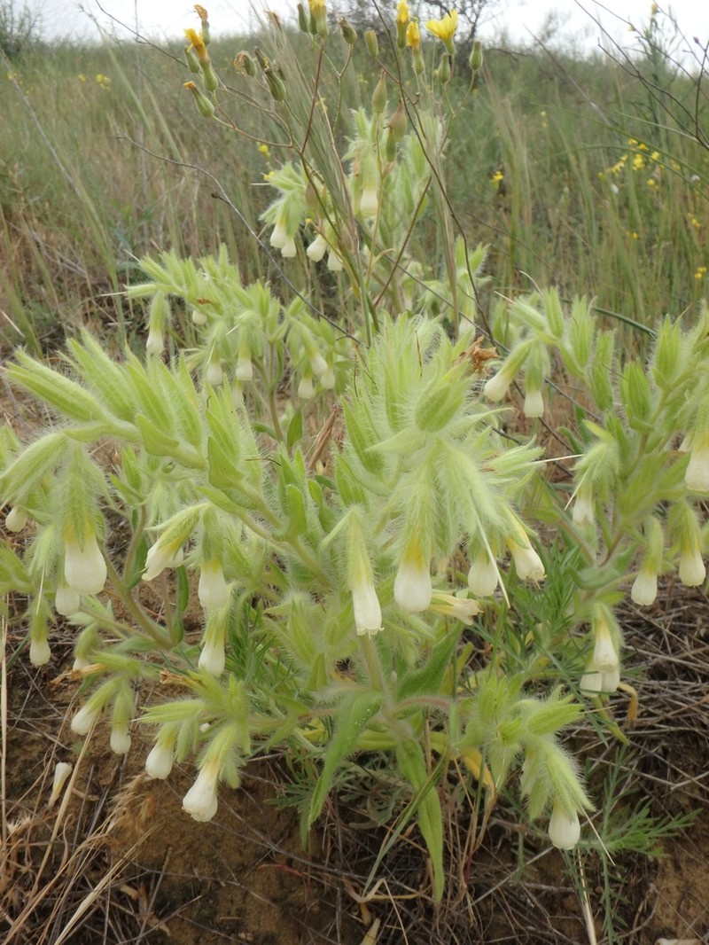Onosma setosa photo 5