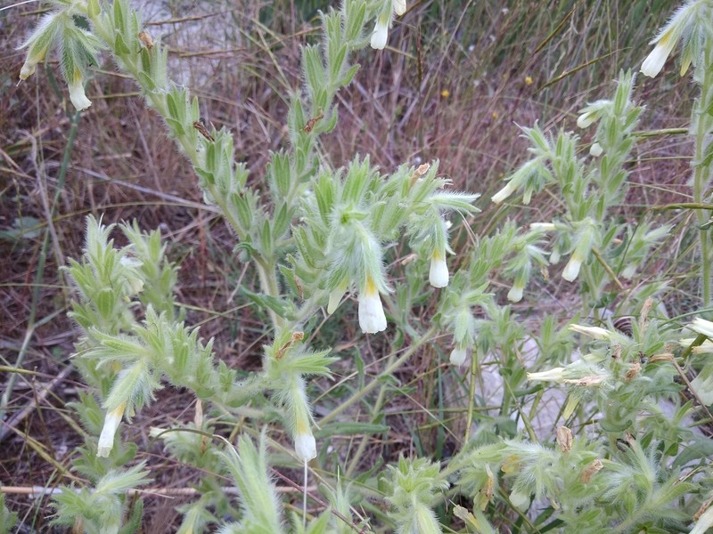 Onosma setosa photo 6