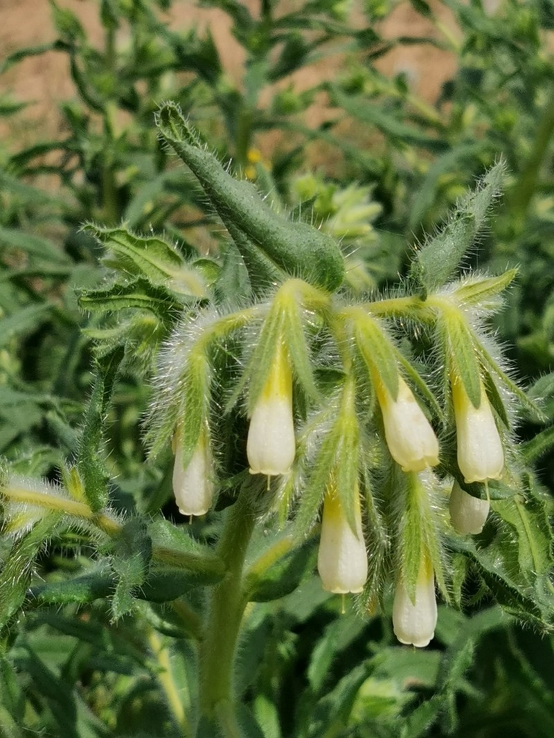 Onosma setosa photo 8