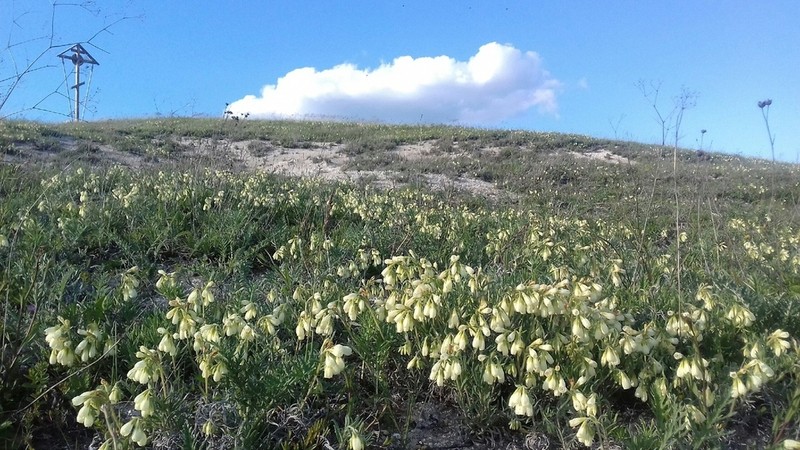 Onosma simplicissima