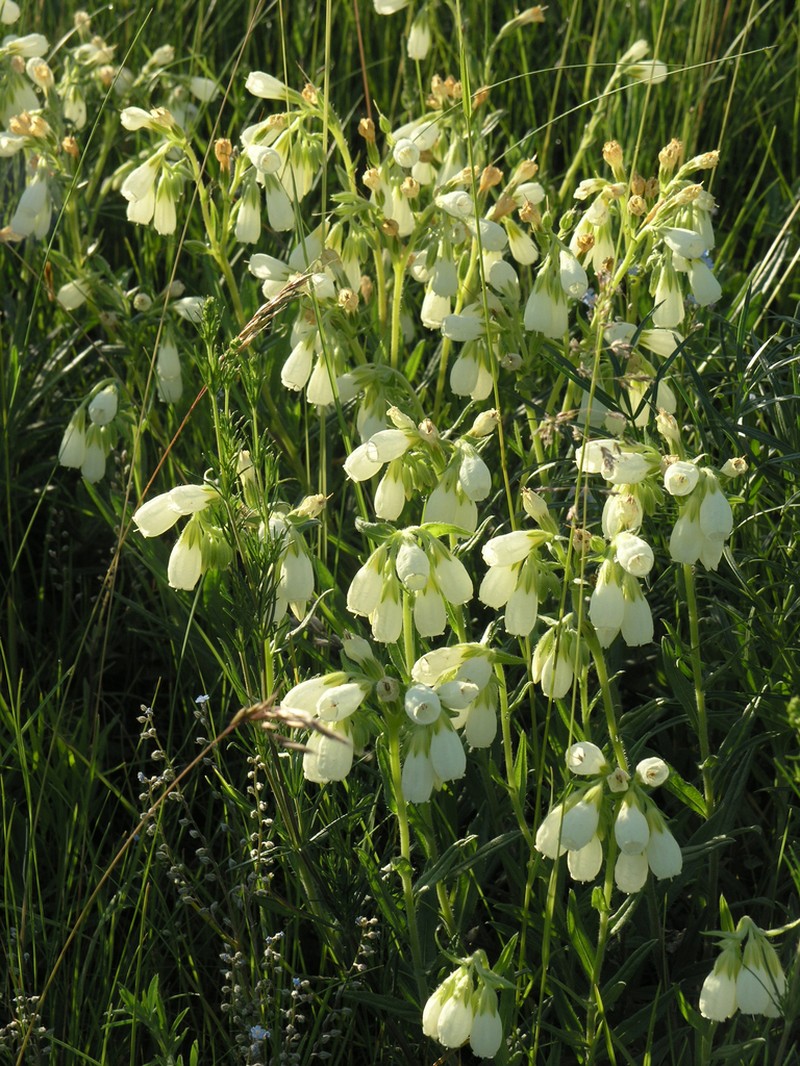 Onosma simplicissima photo 3