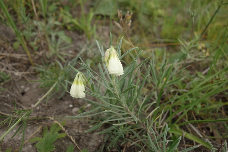 Onosma simplicissima photo 4