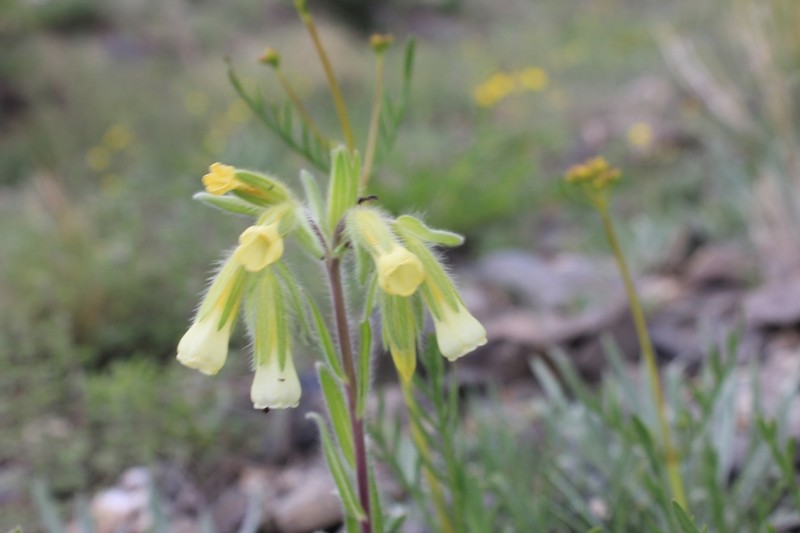 Onosma simplicissima photo 5