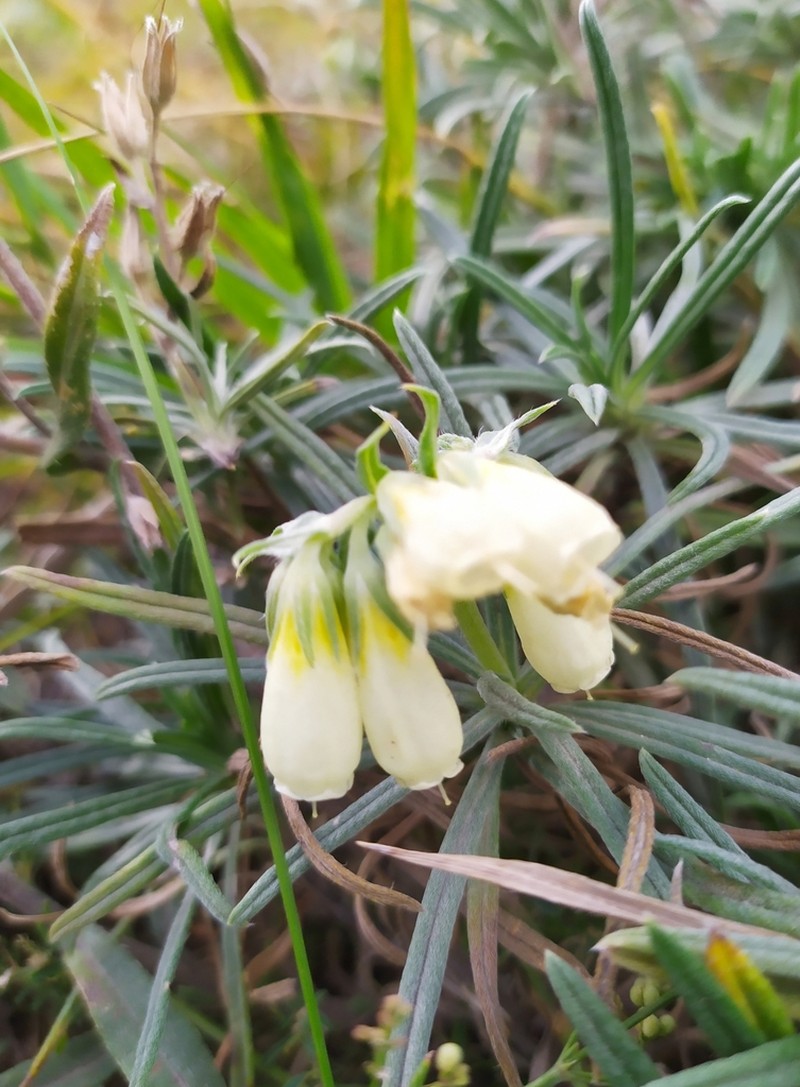 Onosma simplicissima photo 6
