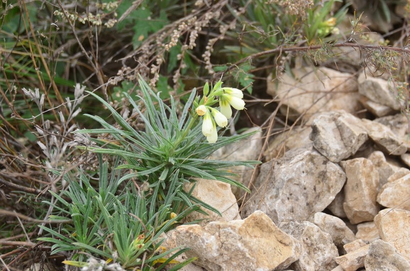 Onosma simplicissima photo 7