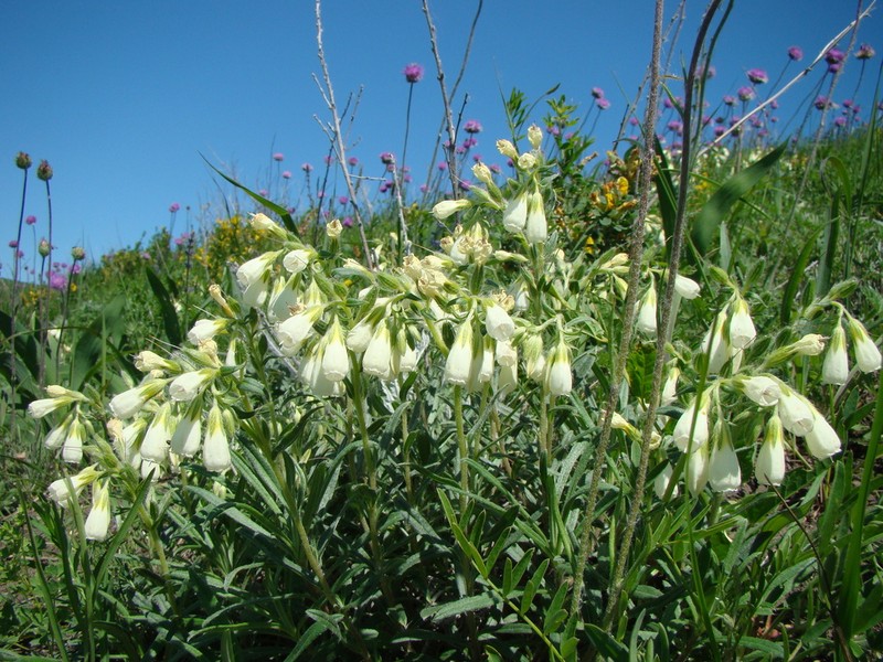 Onosma simplicissima photo 8