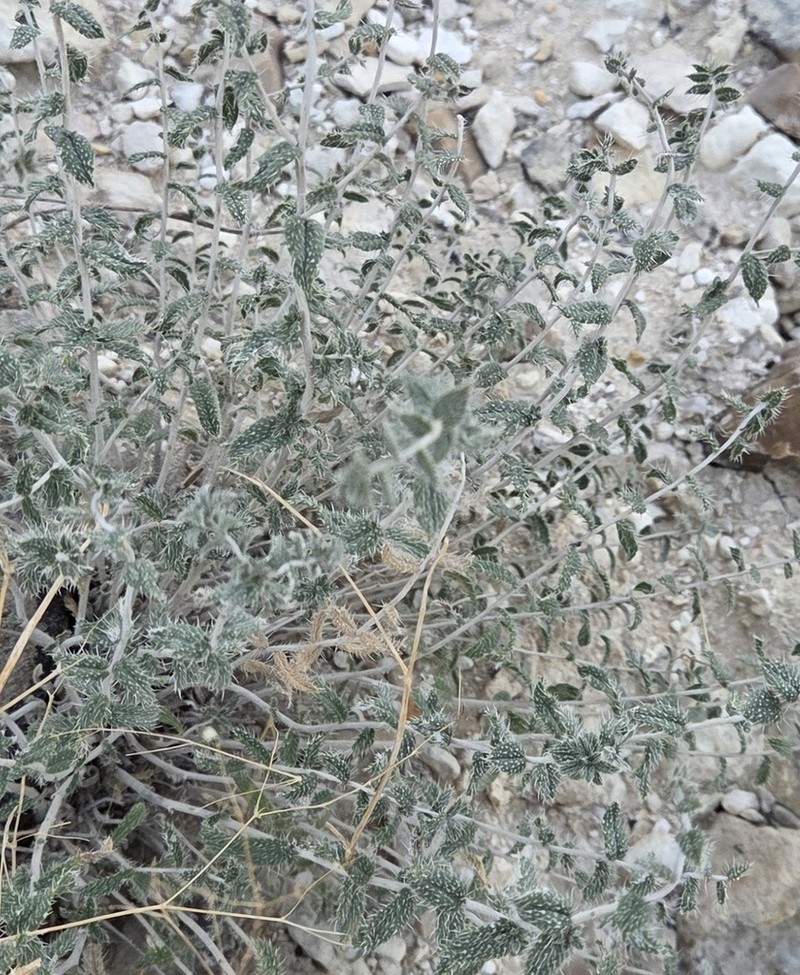 Onosma staminea