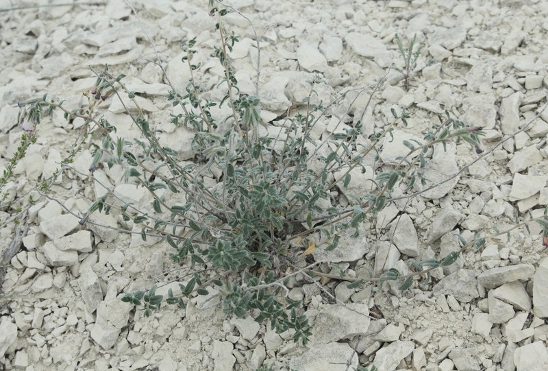 Onosma staminea photo 2