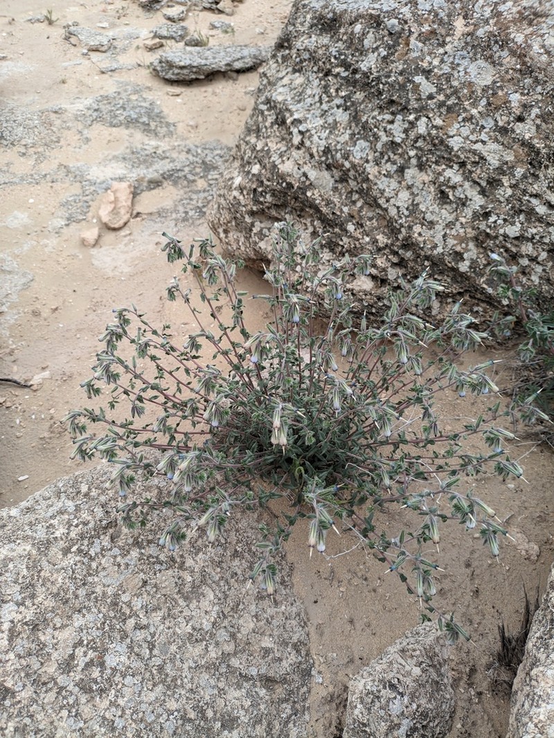 Onosma staminea photo 3