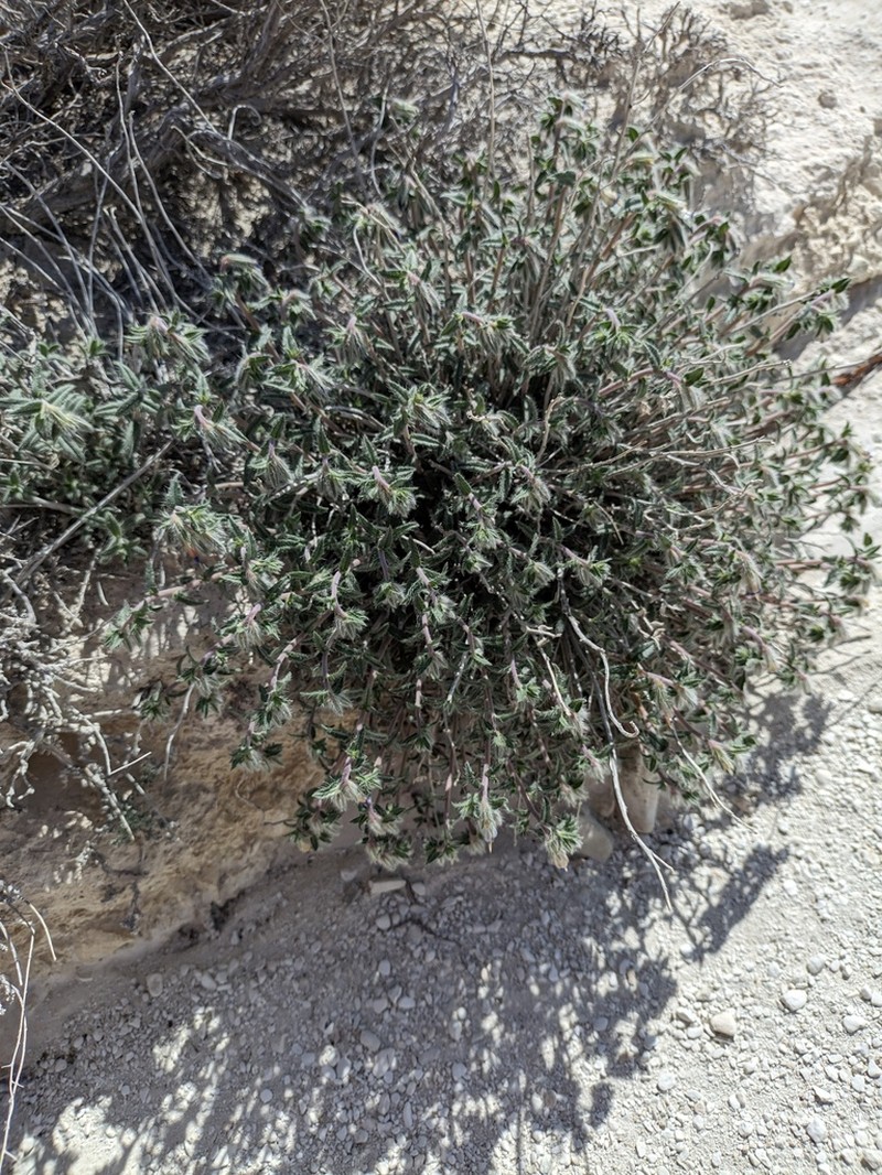 Onosma staminea photo 4