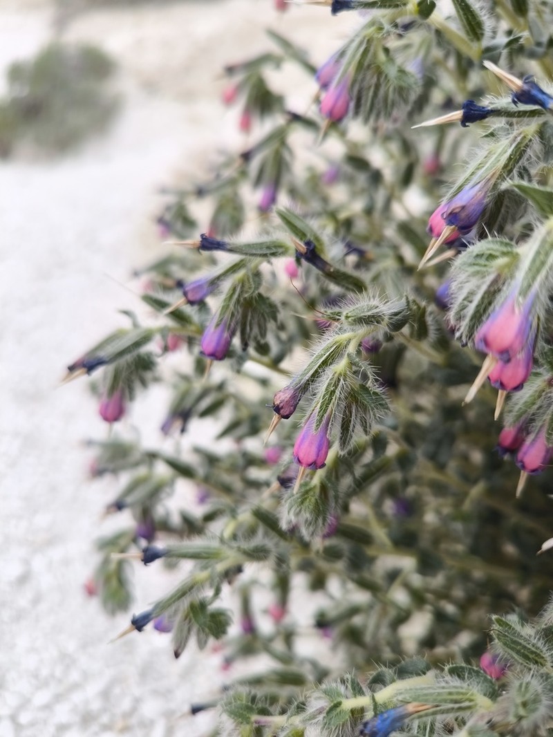 Onosma staminea photo 5