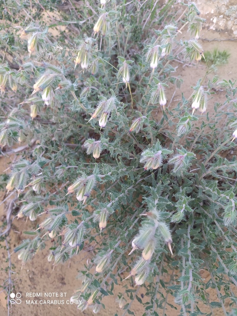 Onosma staminea photo 6