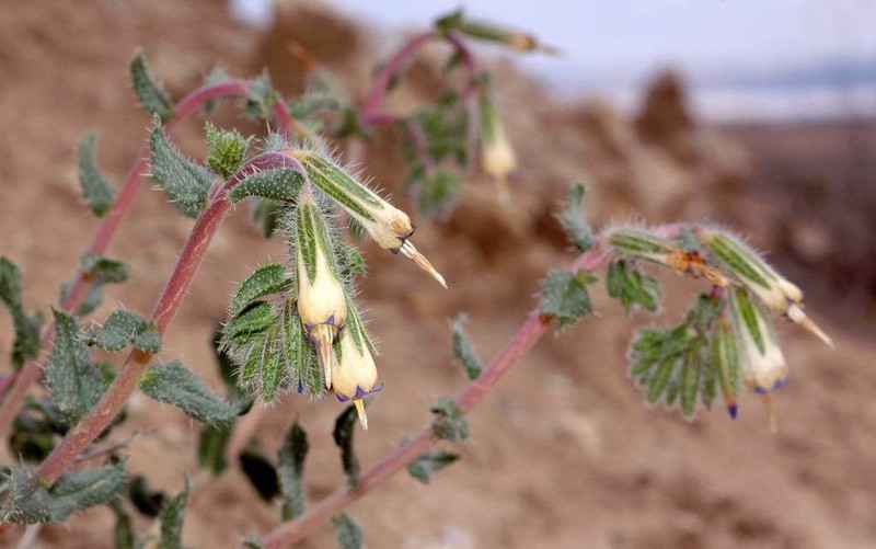 Onosma staminea photo 7