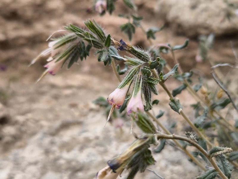 Onosma staminea photo 8