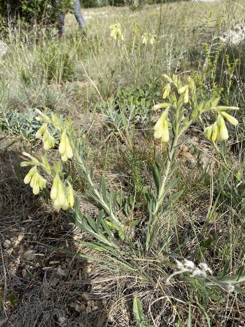 Onosma stellulata