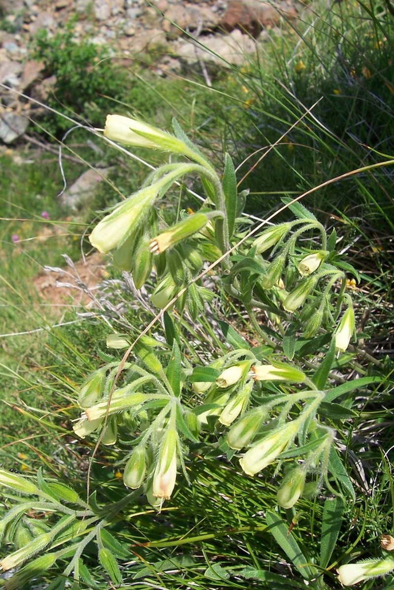 Onosma stellulata photo 2