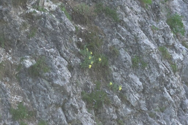Onosma stellulata photo 3