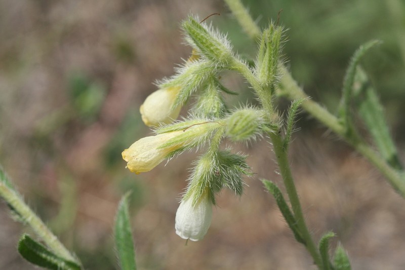 Onosma stellulata photo 4