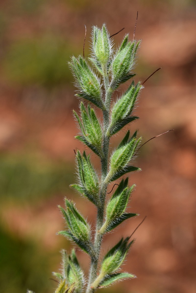 Onosma stellulata photo 5