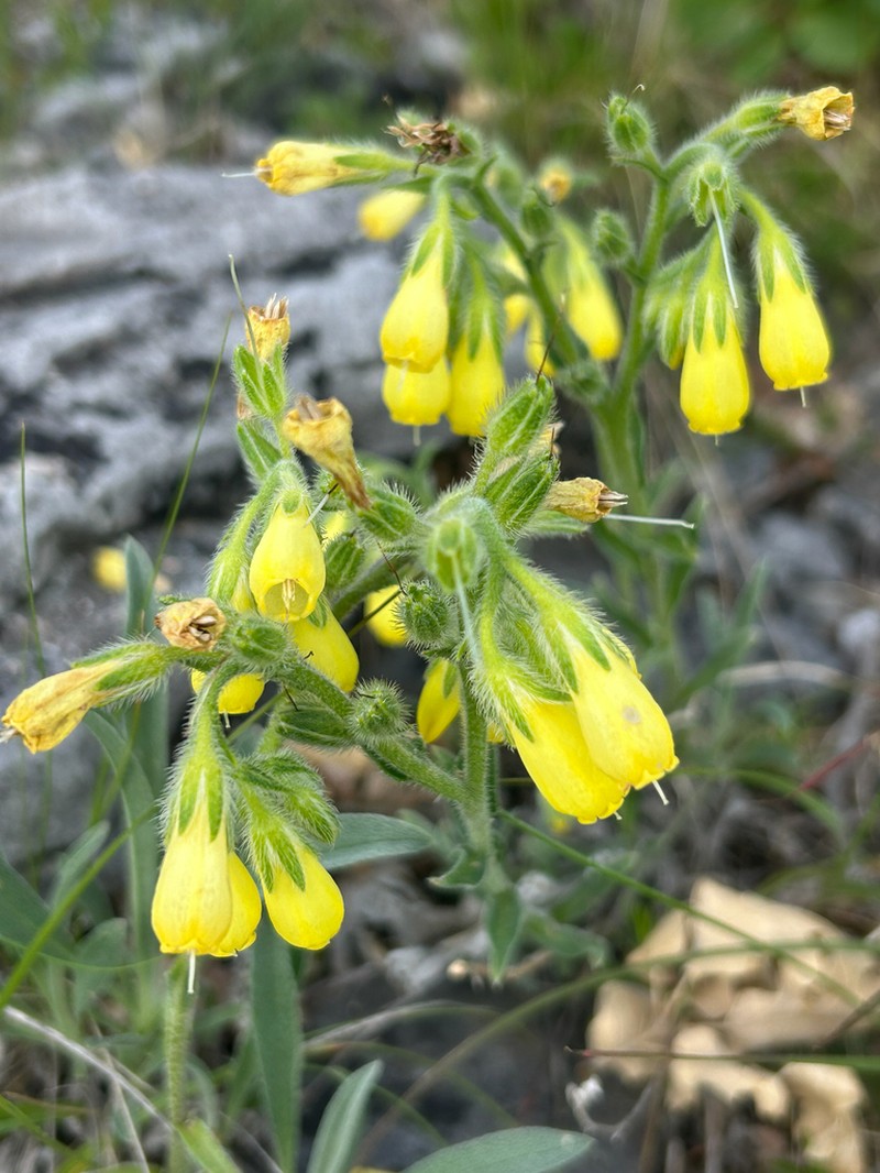 Onosma stellulata photo 6
