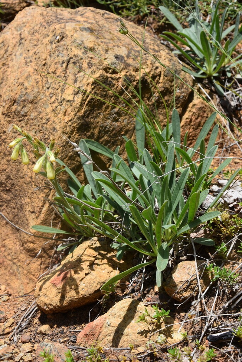 Onosma stellulata photo 7