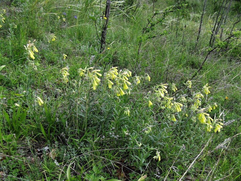 Onosma stellulata photo 8