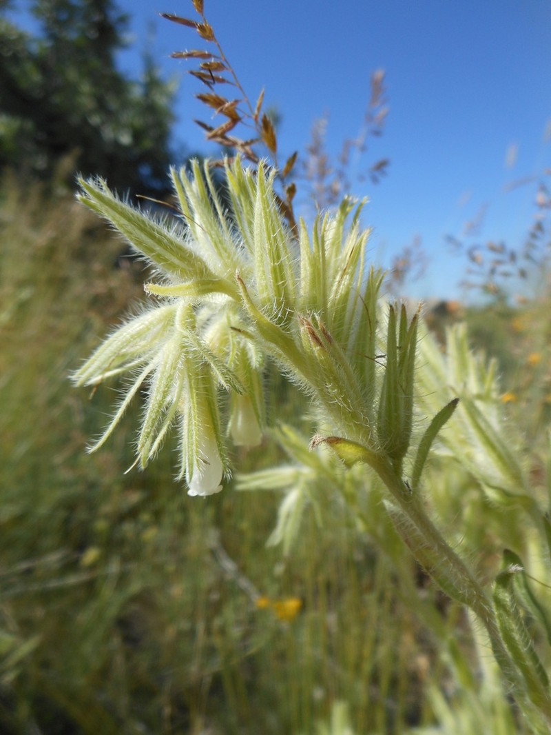 Onosma stenoloba