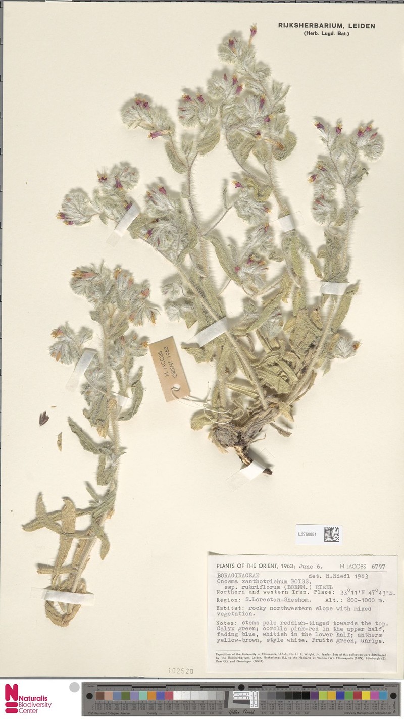 Onosma straussii