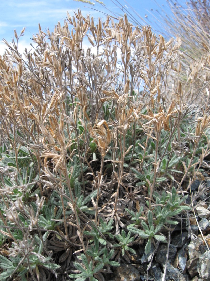 Onosma stridii