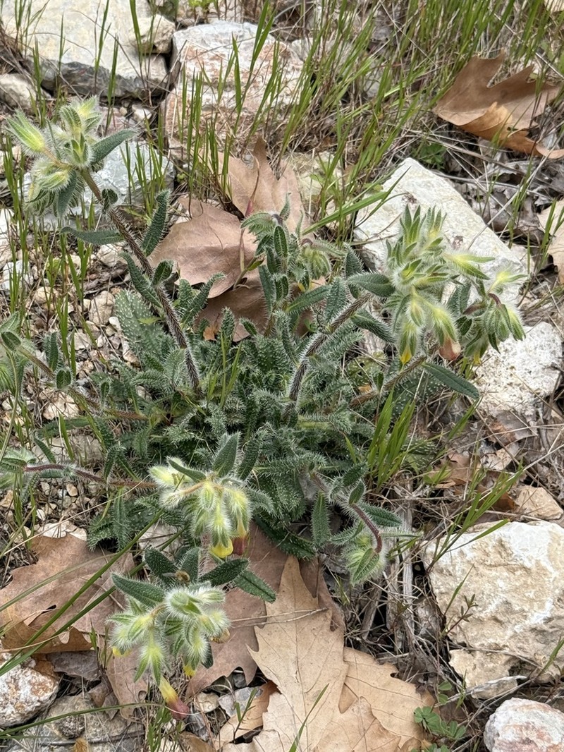 Onosma strigosissima