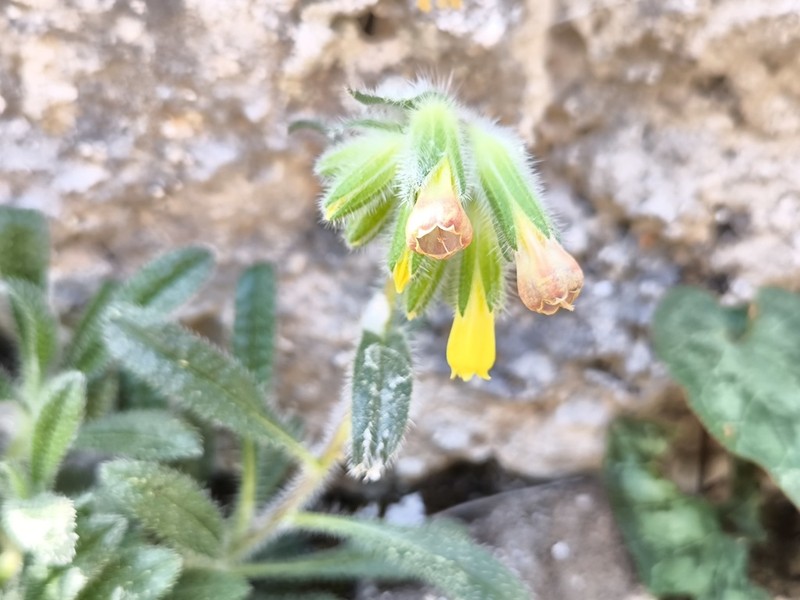 Onosma strigosissima photo 2