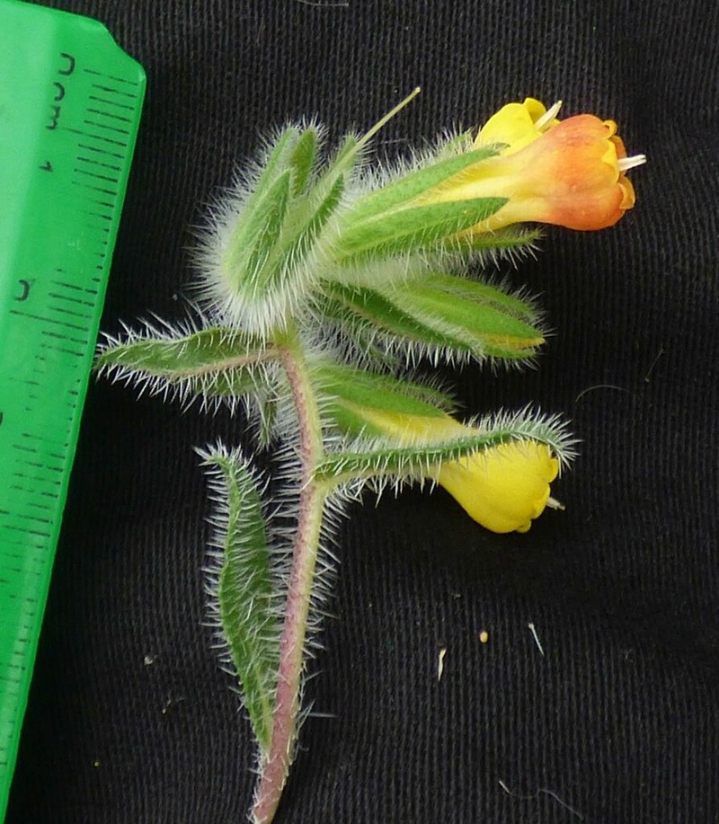 Onosma strigosissima photo 3
