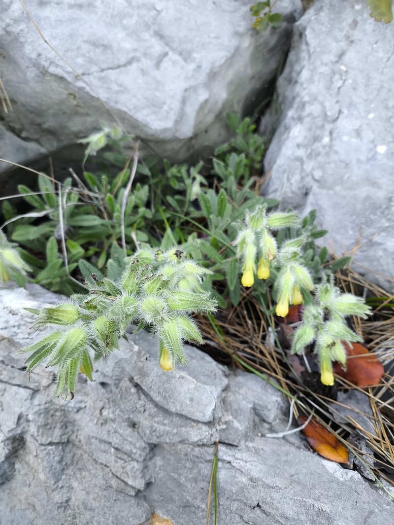 Onosma strigosissima photo 4