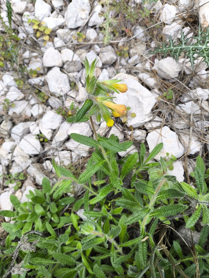 Onosma strigosissima photo 5