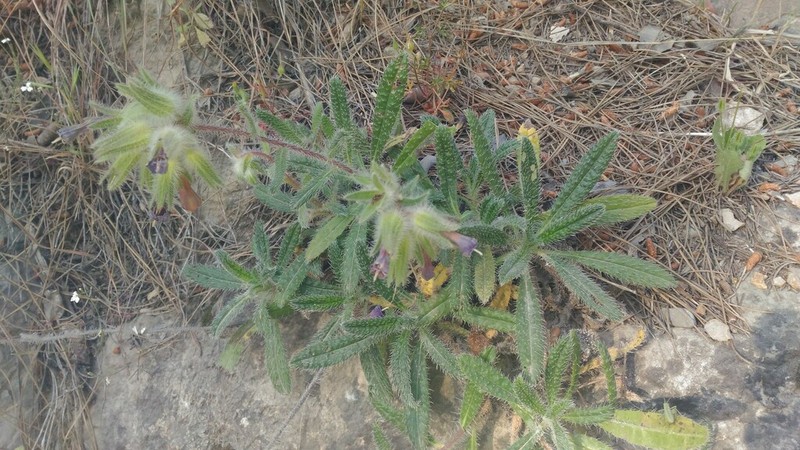 Onosma strigosissima photo 6