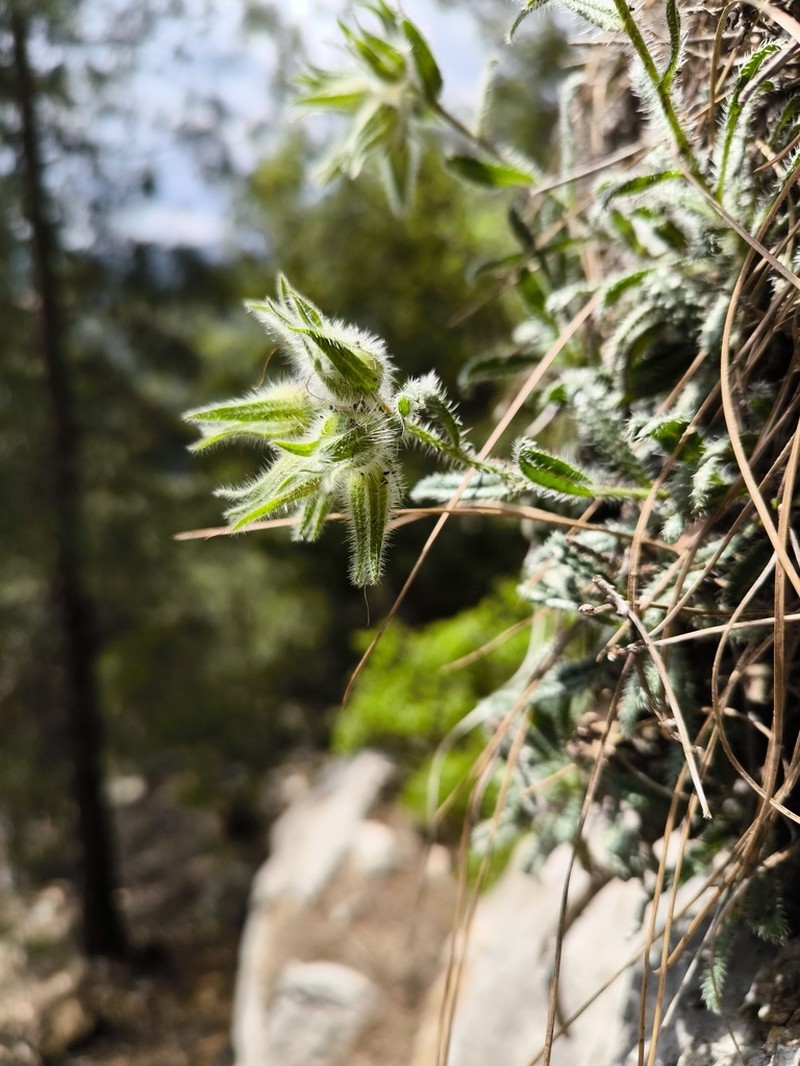 Onosma strigosissima photo 7