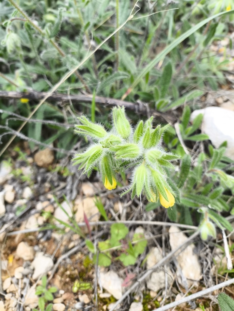 Onosma strigosissima photo 8
