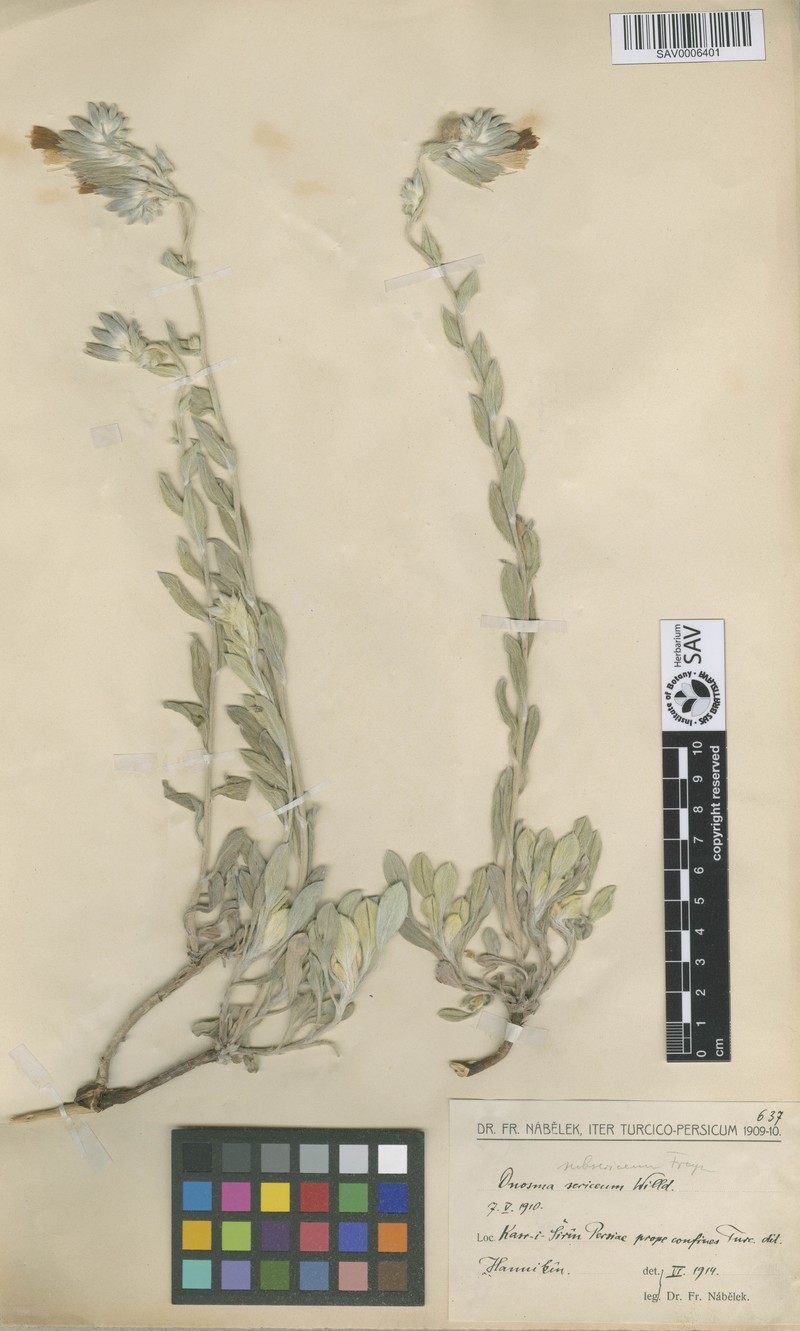 Onosma subsericea